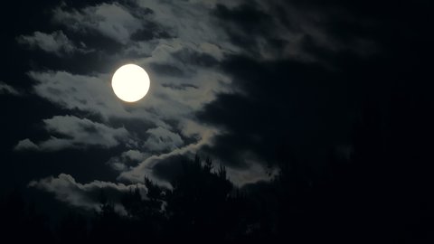 Moon night forest mystic branch dark blue tree danger wolf