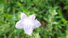 small white, flower,nature, beautiful.video clip.