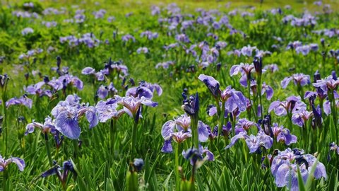 A field of blue iris. 