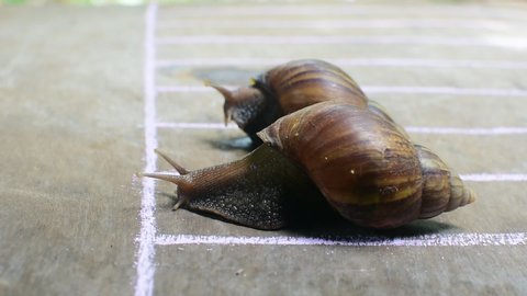 two snail run on the line on concrete ground. subject is blurred.