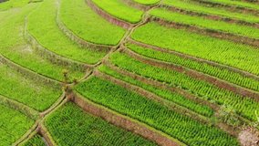 Video aerial landscape of paddy fields in Asia