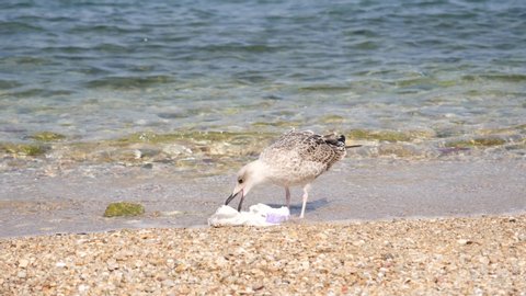 Human impact on environmental pollution - seagull biting a diaper left on the beach in Greece