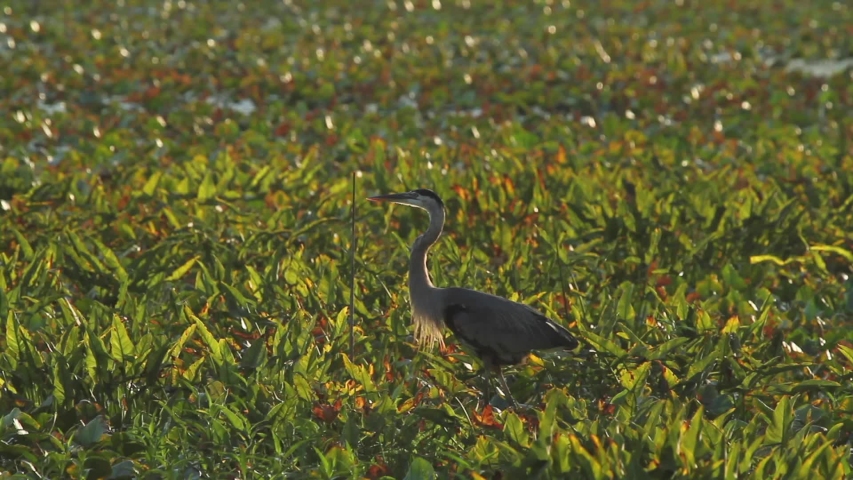 A great blue heron (Ardea herodias) is standing on a swamp covered with Arrow Arums and is searching for food  by dipping its beak to the water. Insects are flying all ove the swamp in this afternoon