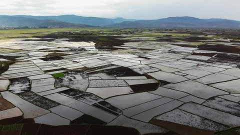 Aerial view of green rice paddy fields near Antsirabe, before harvest during rainy season, beautiful travel destination in Madagascar and agribusiness hub