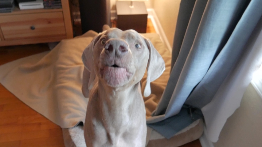 Dog barking at camera.  A weimaraner barks at his owner while standing on his bed.  Close up view of large dog barking loudly, with audio. Royalty-Free Stock Footage #1057186117