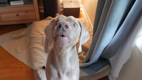 Dog barking at camera.  A weimaraner barks at his owner while standing on his bed.  Close up view of large dog barking loudly, with audio.