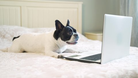 Funny dog ​​sitting on the bed and having fun looking at the laptop. A French bulldog pet lies on the couch and looks at the computer screen. Little dog puppy in the bedroom with a gadget. 4K