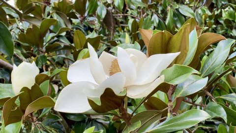 Big magnolia flower in summer garden, closeup. Southern magnolia grandiflora flower, close up. Evergreen Bull Bay magnolia, laurel Loblolly magnolia bloom tree 