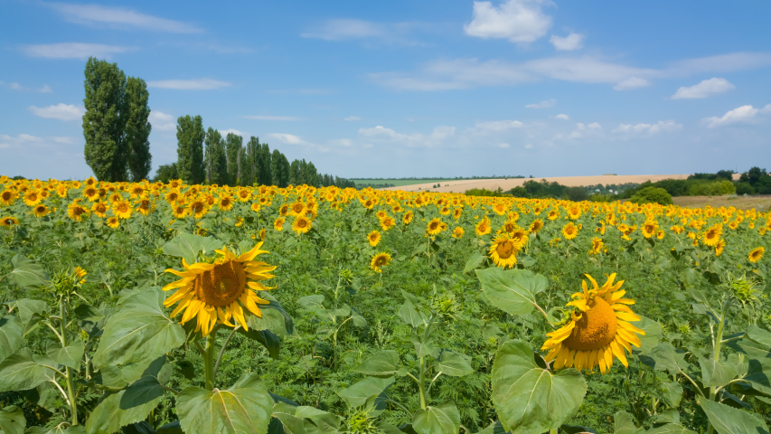 closeup sunflower field with flowers under a cloudy sky, summer agricultural time lapse scene