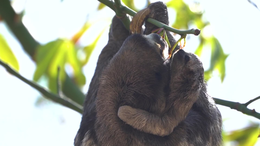 Mother sloth eating flower buds with baby hanging on around her neck, arboreal animals, feeding behavior, sluggish Royalty-Free Stock Footage #1057197655