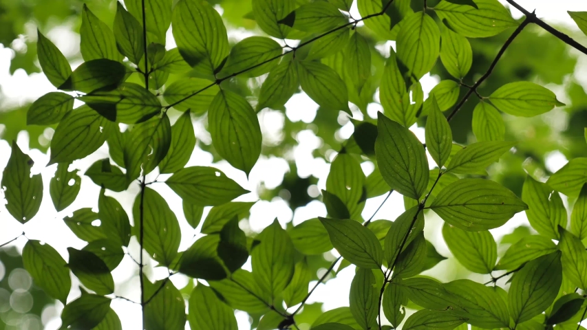 Bright green leaves covering branches of deciduous woodlands in a Romainian forest