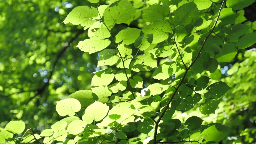 Sunlight bathes the lush green woodlands as new leaves grow. Static locked off shot.