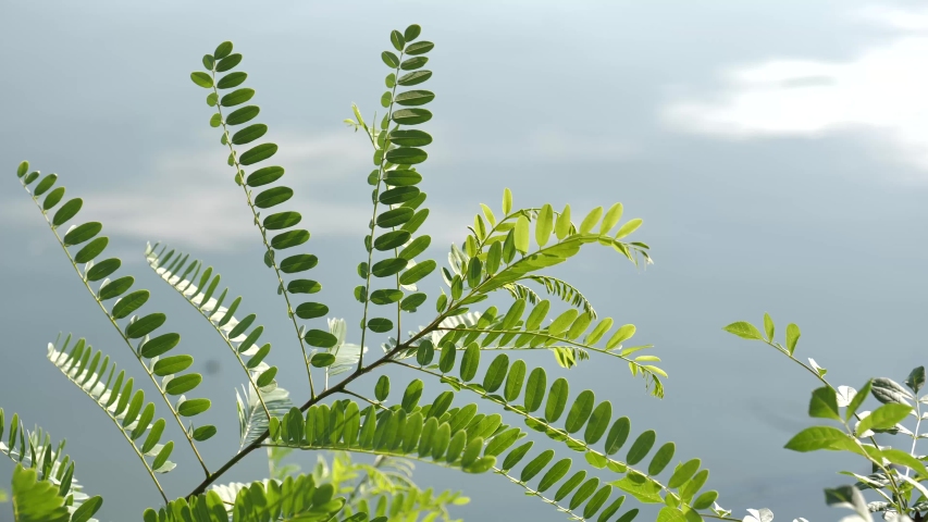 New growth forest leaves against a glistening lake background - Static locked off shot.