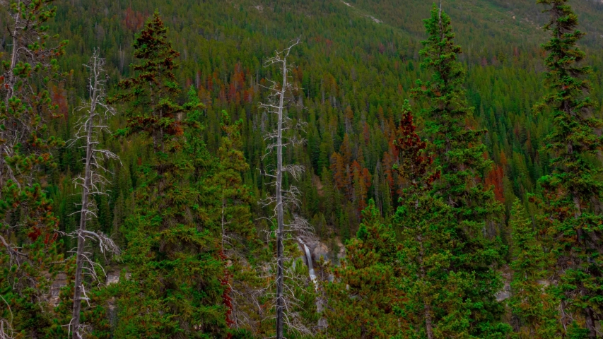 PAN OUT of large thin water fall in distance while raining in the pine forest and misty mountains over the peak of a mountain range,Jasper Icefield Highway Waterfall Mountain Mt- Stewart Time Lapse 4K