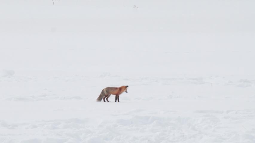 high frame rate clip of a red fox diving head first into deep snow at yellowstone national park in wyoming, usa