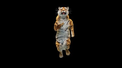 Tiger Running, 3d rendering, animal realistic, Included in the end of the clip with Alpha matte.