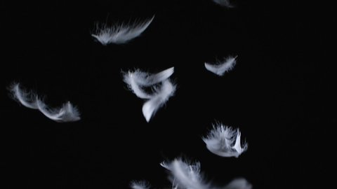 Beautiful texture of many flying white feathers for using in composition, on black background isolated. Screen mode for blending or transitions. Slow motion 200 fps