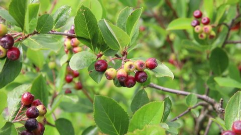 Chokeberry in summer garden. Unripe aronia berries on a branch background
