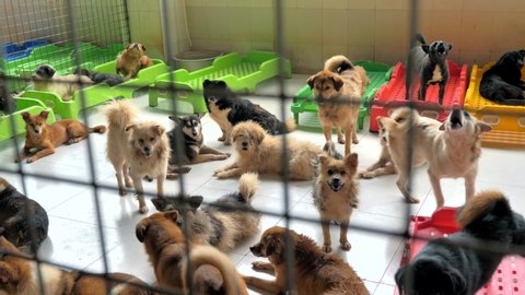 Unwanted and homeless dogs of different breeds in animal shelter. Looking and waiting for people to come adopt. Shelter for animals concept