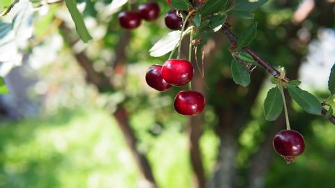 cherry on the tree, High vitamin C and antioxidant fruits. Fresh organic on the tree.