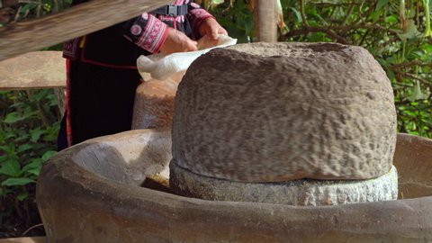 Grinding dry corn seed on an old millstone of medieval hand-driven millstone, The ancient Quern stone hand mill with dry corn seed.
