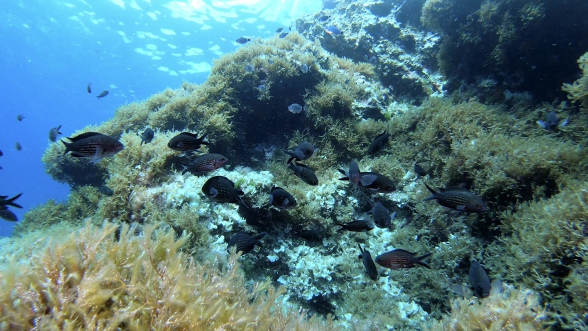 Mediterranean sea underwater ladscape - Little damiselfishes close to the camera