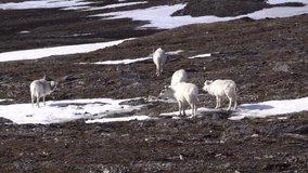 A herd of Svalbard reindeer Grazing Svalbard Islands Spitsbergen