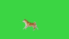 Happy shiba inu puppy running on a Green Screen, Chroma Key. - Powered by Shutterstock - Get 15% off with code: PIKWIZARD15