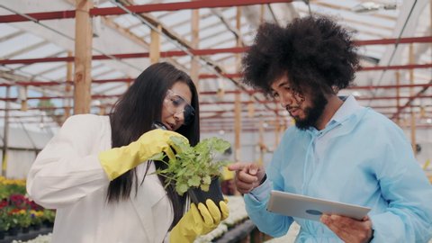 Dark-skinned Curly Man and Young Asian Woman Analysing Plants in Glasshouse. Pharmacy Scientists Studying Medicinal Plant Using Magnifying Glass and Tablet PC. Organic Life, Healthcare.