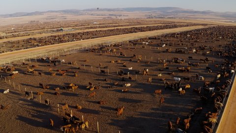 Aerial fly over view of a large cattle feedlot. Livestock are responsible for about 14.5 percent of global greenhouse gas emissions and are a major contributor to climate change