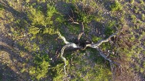 Aerial view of a broken savannah tree struck by lightning, South Africa