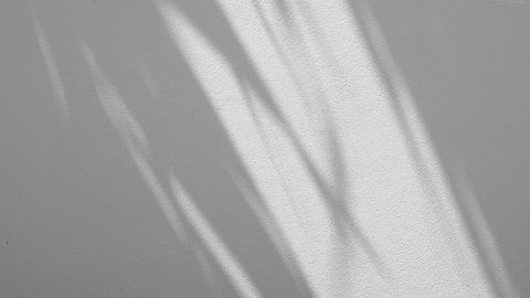 motion of shadows leaf with blowing wind on a white wall background