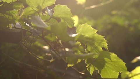 Closeup view 4k video footage of sunny fresh foliage of growing in garden grape branches. Foliage with soft magic sunset or sunrise sunlight in background.