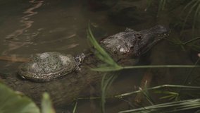this is a video of a spectacled caiman with a turtle on its back. Shot on a GH5