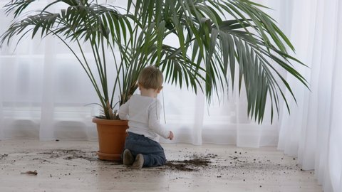 Amusing little child take out soil from flower pot , dirty home floor, boring corona virus time