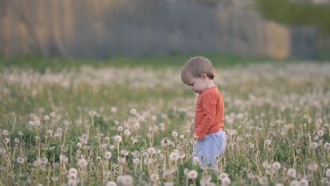 Single baby child standing in blossom dandelion field and play with flower, seeds fly on sunset light