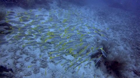 School of fish (Yellowtail Fusiliers) filmed underwater while scuba diving at Sail Rock, Gulf of Thailand, Koh Tao, Thailand in June 2020