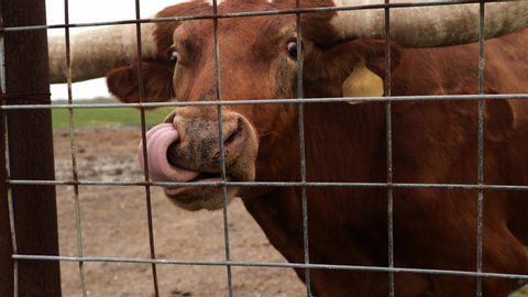 Close up clip of a brown Texas Longhorn beef cattle cow licking her nostrils with her tongue.