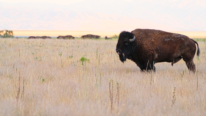 One male bison view grazing on grass looking at camera walking eating plants on Antelope Island State Park near Great Salt Lake City in Utah, USA
