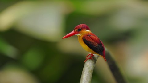 Tiny Kingfisher bird Rufous Backed King Fisher perch on a small branch looking down searching for fish for meal. Location in Sungai Chongkak, Selangor Malaysia