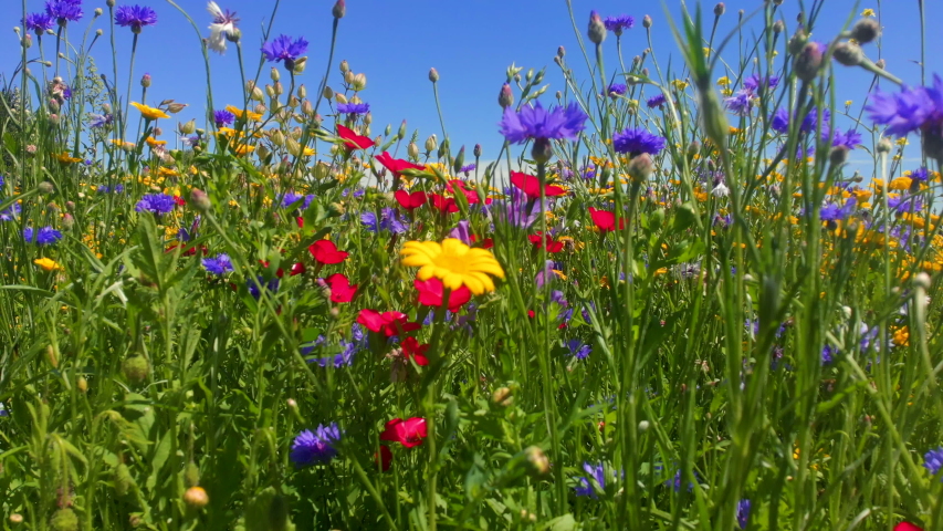 Wild flowers with marigold growing in grass with wild poppy and cornflowers. Close up footage of these wild flowers blowing in the breeze against a vibrant blue sky. The perfect summer background. Royalty-Free Stock Footage #1057236310