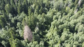 view of the green forest from above, aerial video. High quality