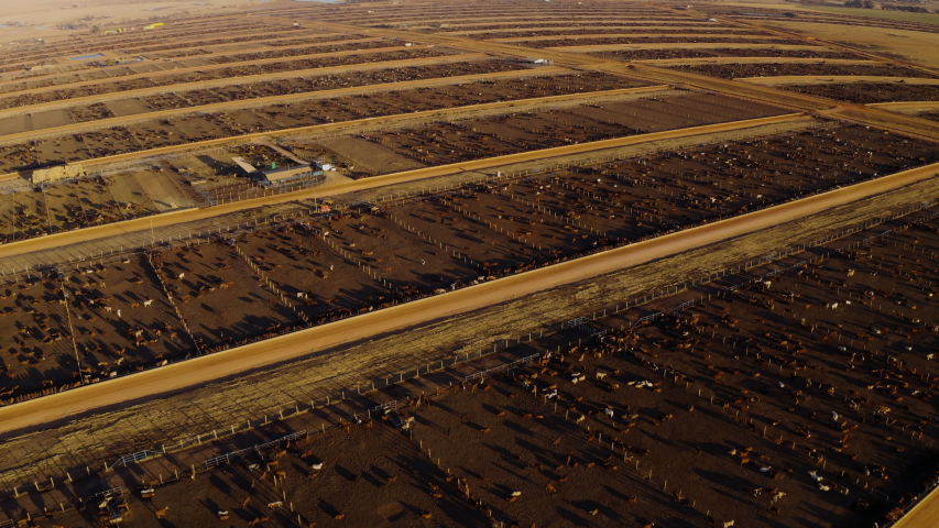 Aerial fly over view of a large cattle feedlot. Livestock are responsible for about 14.5 percent of global greenhouse gas emissions and are a major contributor to climate change