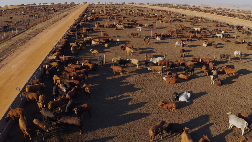 Aerial close-up fly over view of a large cattle feedlot. Livestock are responsible for about 14.5 percent of global greenhouse gas emissions and are a major contributor to climate change Royalty-Free Stock Footage #1057236856