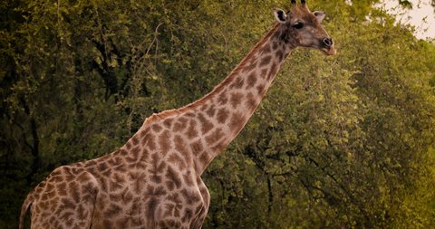 Giraffe in the wild, Zambia, South Luangwa National Park
The wildlife of Zambia refers to the natural flora and fauna of Zambia. 