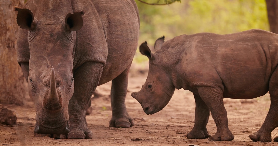 Mother White Rhino breastfeeding baby calf In South Luangwa National Park | Shutterstock HD Video #1057238938