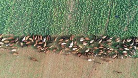 Aerial view of strip grazing by a herd of cattle with movable electrical fencing on a rural farm, South Africa