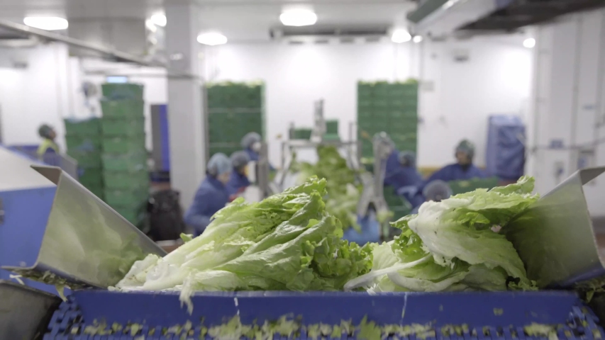 Lettuce on conveyor belt in food factory - employees at work food production | Shutterstock HD Video #1057243531