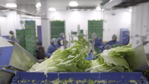 Lettuce on conveyor belt in food factory - employees at work food production