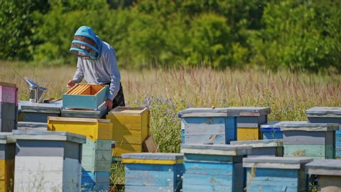 Wooden bee houses in the garden. Professional beekeeper in protective hat is busy on apiary. Bee master works near bee hives in summer.